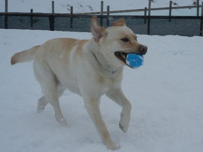 welina-dogpark