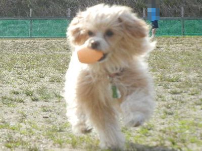 welina-dogpark