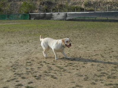 welina-dogpark