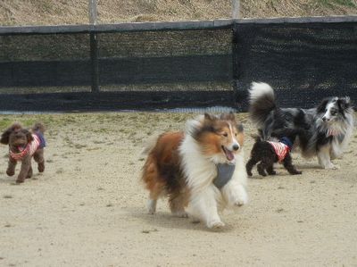 welina-dogpark