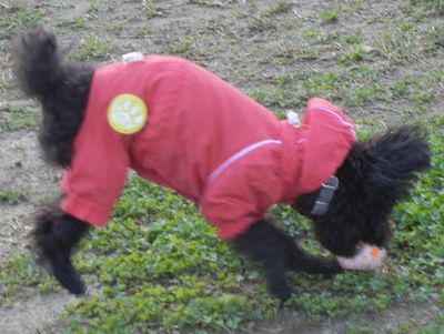 welina-dogpark