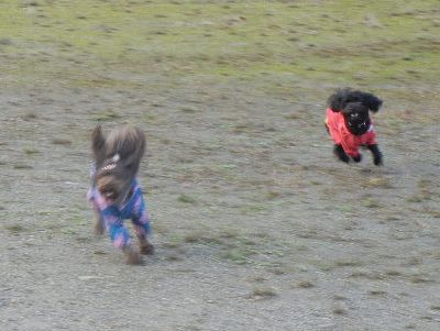 welina-dogpark