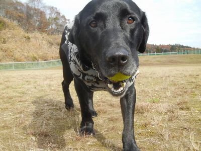 welina-dogpark