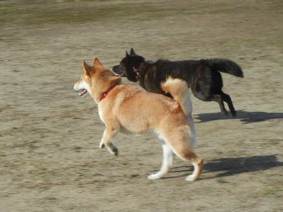 welina-dogpark