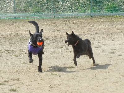 welina-dogpark