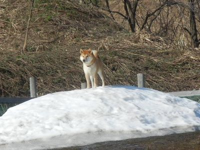 welina-dogpark