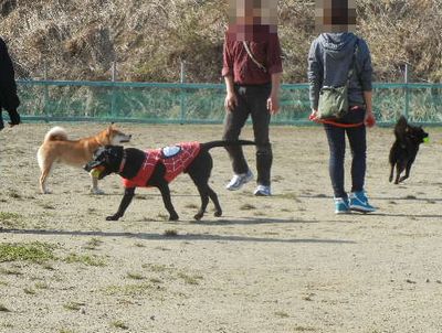 welina-dogpark