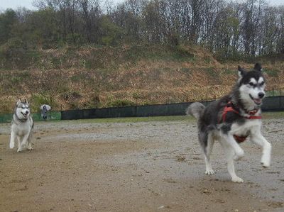 welina-dogpark