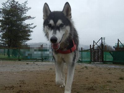 welina-dogpark