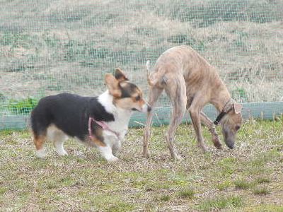 welina-dogpark