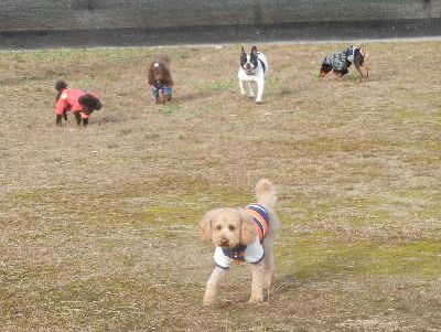 welina-dogpark