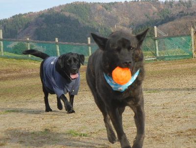 welina-dogpark