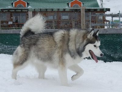 welina-dogpark