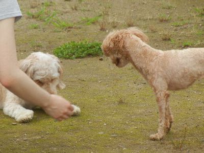 welina-dogpark