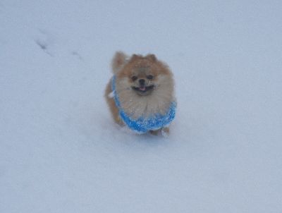 welina-dogpark