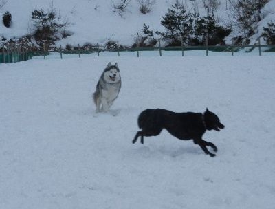 welina-dogpark