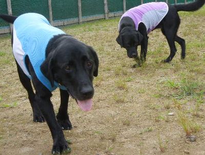 welina-dogpark