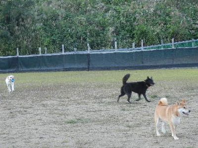 welina-dogpark