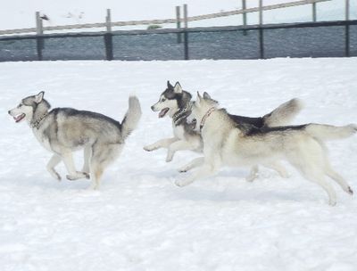 welina-dogpark