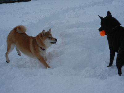 welina-dogpark