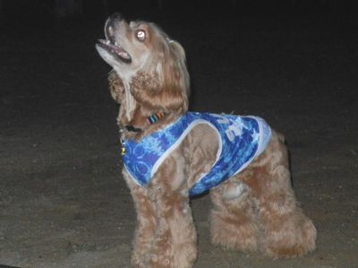 welina-dogpark