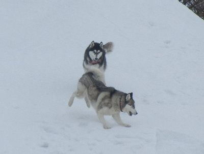 welina-dogpark