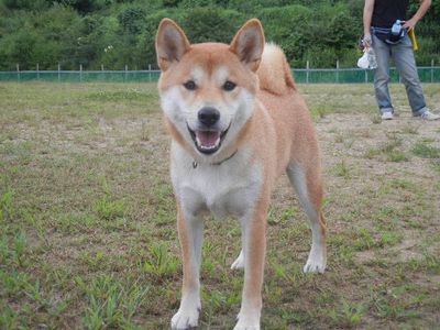 welina-dogpark