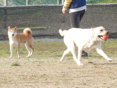 welina-dogpark