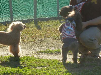 welina-dogpark