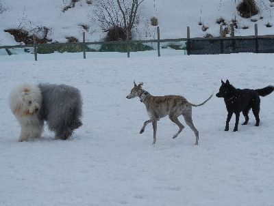 welina-dogpark