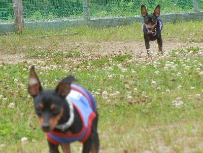 welina-dogpark