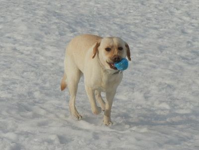 welina-dogpark