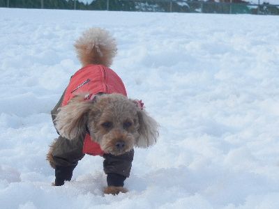 welina-dogpark