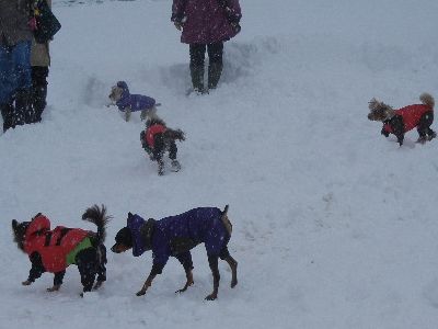 welina-dogpark