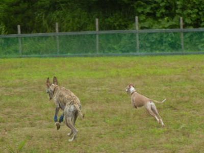 welina-dogpark