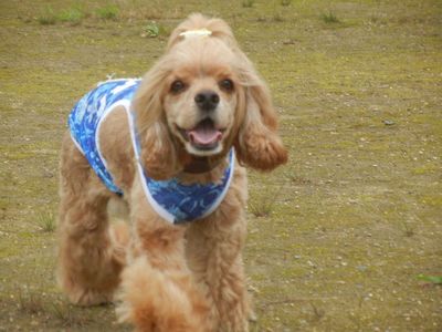 welina-dogpark
