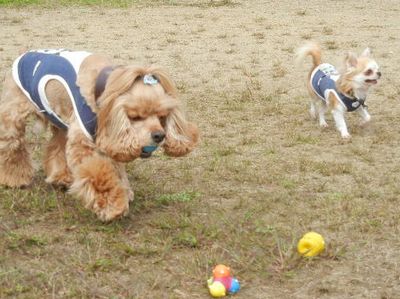 welina-dogpark