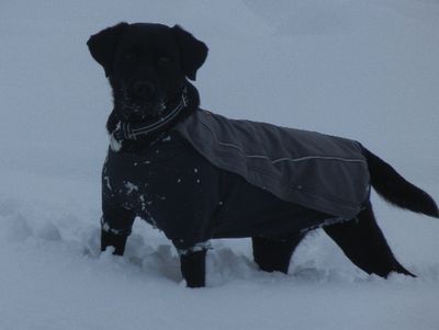 welina-dogpark