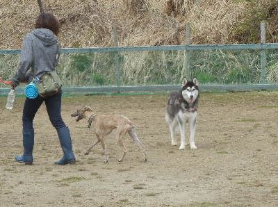 welina-dogpark