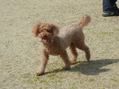 welina-dogpark