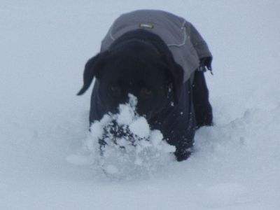 welina-dogpark