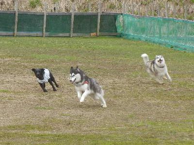 welina-dogpark