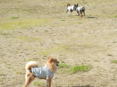 welina-dogpark