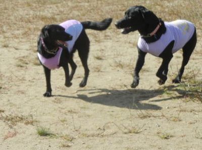 welina-dogpark