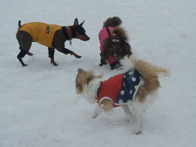 welina-dogpark