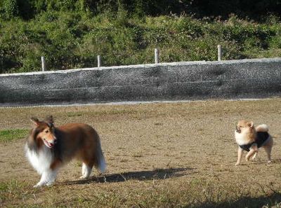 welina-dogpark