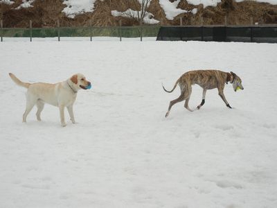 welina-dogpark