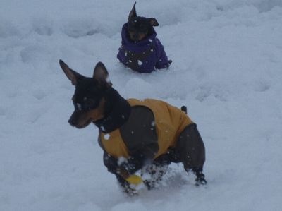 welina-dogpark