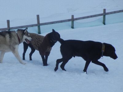 welina-dogpark