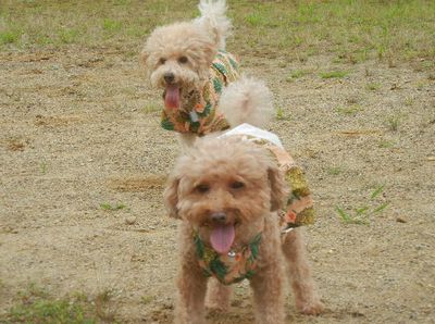 welina-dogpark